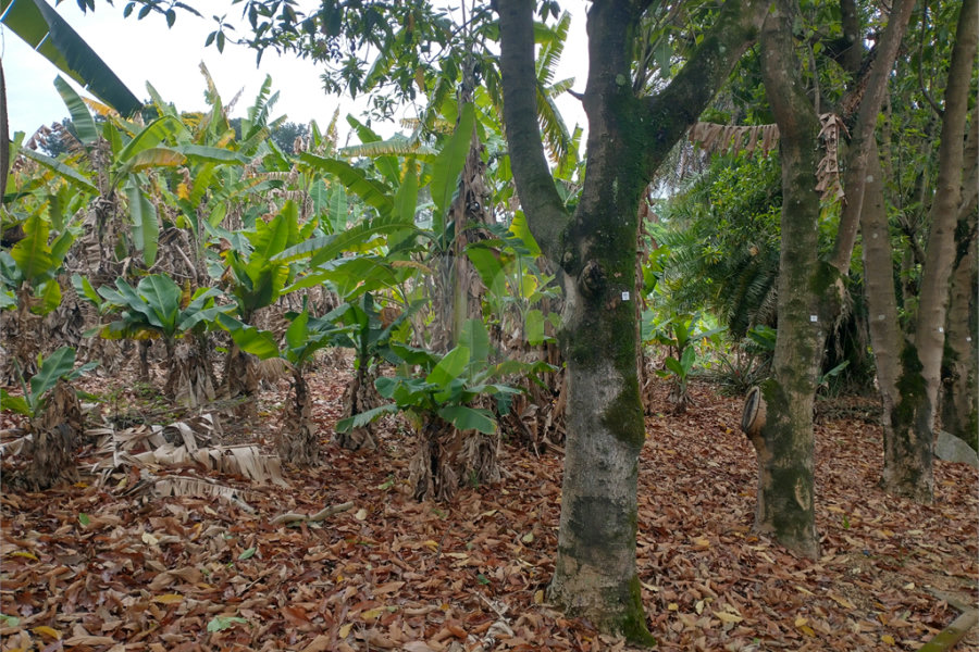 Terreno à venda em Jardim Bela Vista, Guarulhos, SP