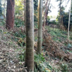Terreno à venda com 1 suíte em Alto da Boa Vista, São Paulo, SP