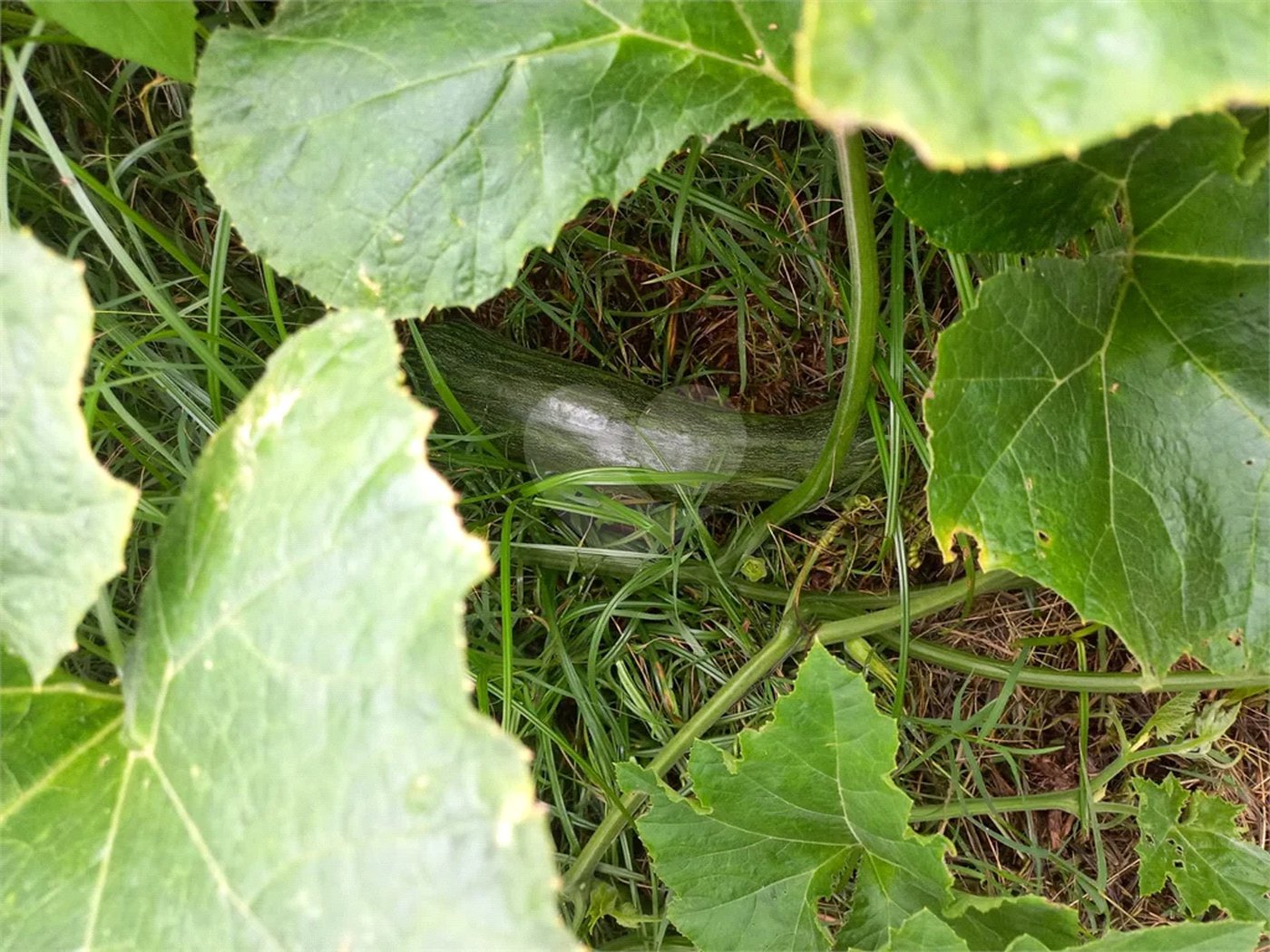 Terreno à venda em Parque dos Cafezais III, Itupeva, SP