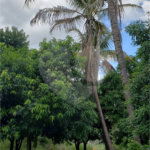 Sitio para venda.