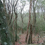 Terreno à venda em Chácaras Alpina, Valinhos, SP