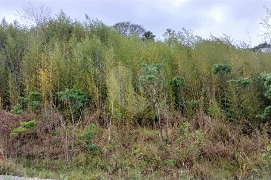 Terreno à venda em Luiz Fagundes, Mairiporã, SP