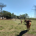 Sítio à venda com 2 suítes em Buru, Salto, SP