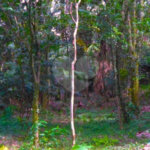 Terreno à venda com 1 suíte no condomínio Chácara Flora, São Paulo - SP