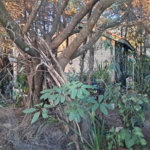 Chácara à venda com 3 quartos, sendo 1 suíte,  em Chácaras São Bento, Valinhos, SP