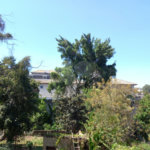 Terreno à venda em Vila Albertina, São Paulo, SP