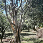 Terreno à venda em Vila Guido, Itu, SP