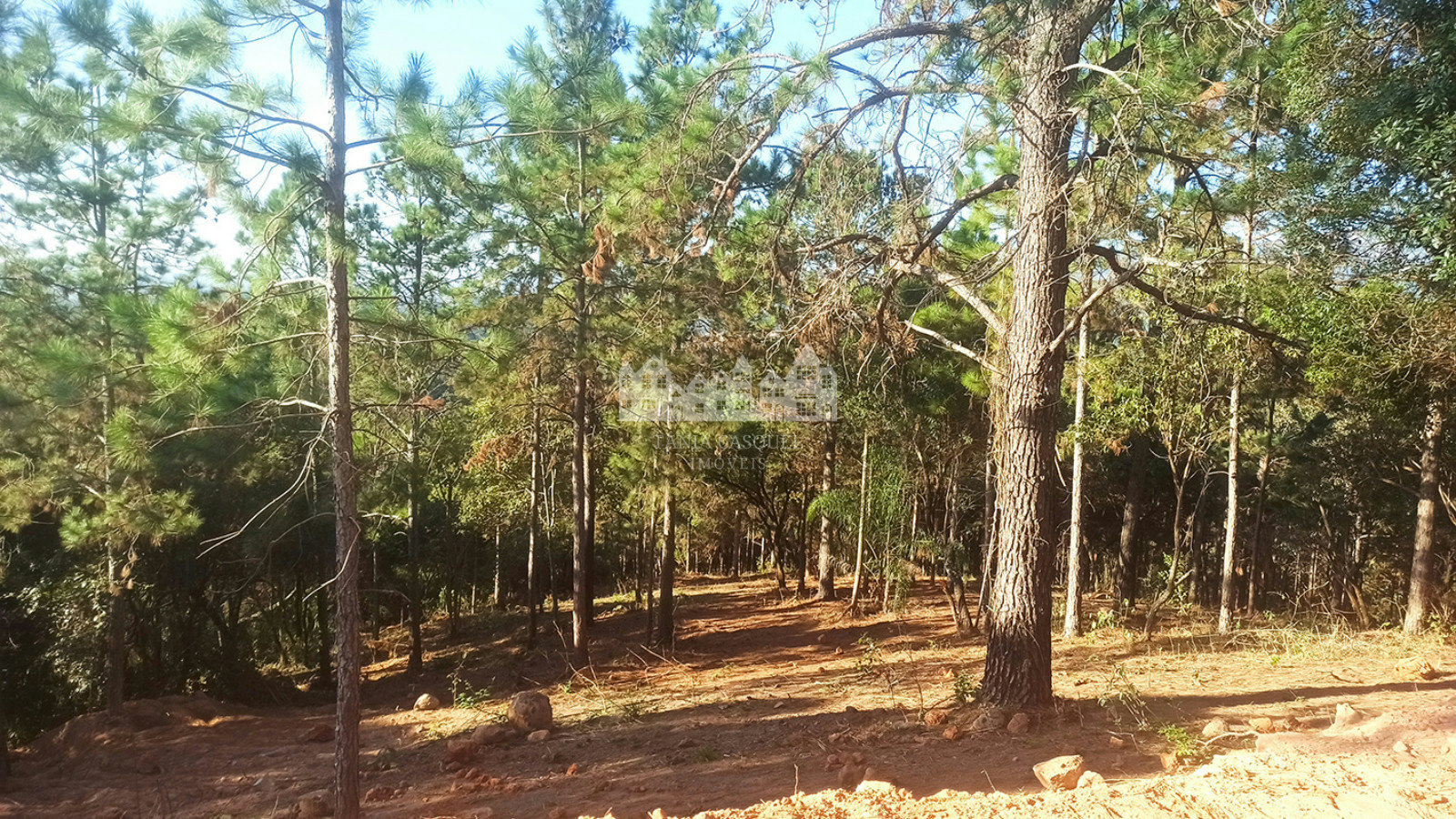 Terreno, 2 hectares - Foto 13