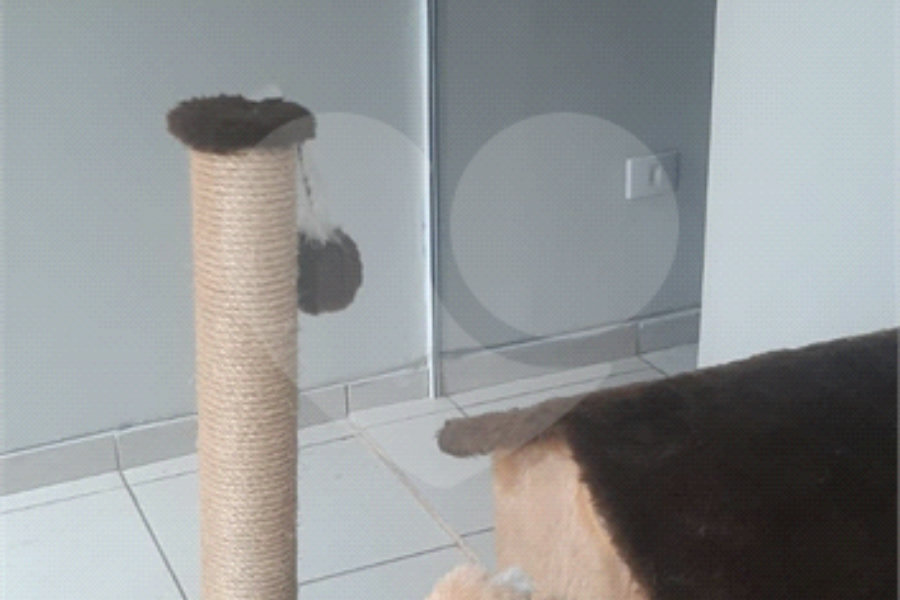 Sobrado à venda com 3 suítes em Jaraguá, São Paulo, SP