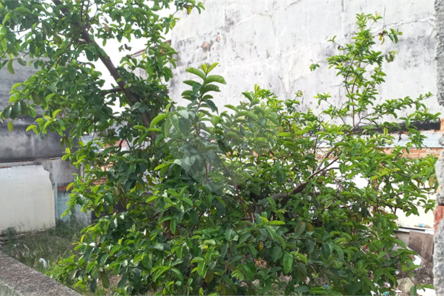Terreno à venda em Vila Maria, São Paulo, SP