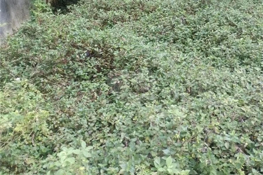 Terreno à venda em Vila Nova Cachoeirinha, São Paulo, SP