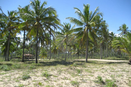 Área de Terra à venda em Mogiquiçaba, Belmonte, BA