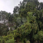 Fazenda à venda com 2 quartos em Canabrava, João Pinheiro, MG