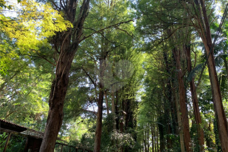 Terreno à venda no condomínio Chácara Flora, São Paulo - SP