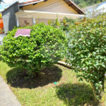 Casa Térrea à venda com 2 quartos em Horto Florestal, São Paulo, SP