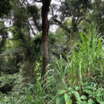 Terreno à venda no condomínio Gleba E2, Mairiporã - SP