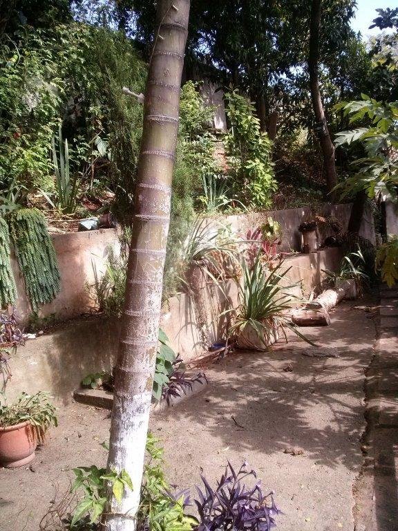 Prédio à venda em Vila Nova Cachoeirinha, São Paulo, SP
