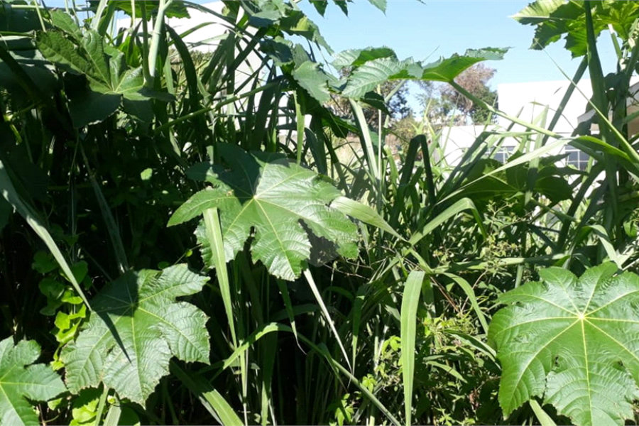 Terreno à venda em Santana, São Paulo, SP