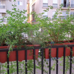 Apartamento à venda com 2 quartos, sendo 1 suíte, em Jardim Botânico, Ribeirão Preto, SP