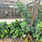 Sobrado para alugar com 4 quartos, sendo 2 suítes,  no Centro, Três Lagoas, MS