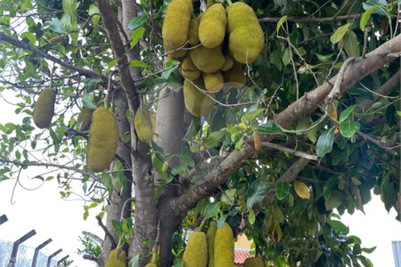 Terreno à venda com 2 quartos no condomínio Reserva do Morro Alto, Jarinu - SP