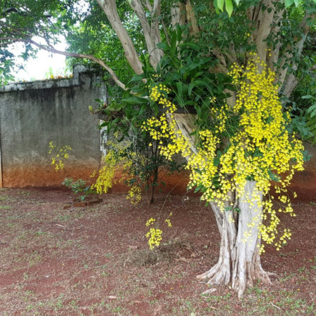 Chácara com 2 dormitórios à venda, 1500 m² por R$ 2.500.000,00 - Chácara Primavera - Campinas/SP