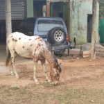 Sítio à venda com 3 quartos, sendo 2 suítes,  em Cachoeira, Atibaia, SP