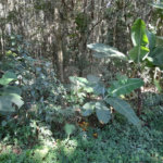 Terreno à venda em Roseira, Mairiporã, SP