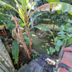 Casa à venda com 1 quarto, sendo 2 suítes, em Campo Grande, Rio de Janeiro, RJ