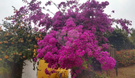 Chácara à venda com 5 quartos, sendo 1 suíte, em Vitória Régia, Atibaia, SP