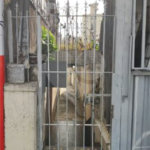 Terreno à venda com 5 quartos em Vila Gustavo, São Paulo, SP