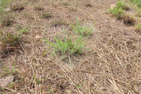Terreno à venda em Vila Florença, Indaiatuba, SP