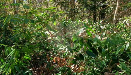 Terreno à venda em Remédios, Mairiporã, SP