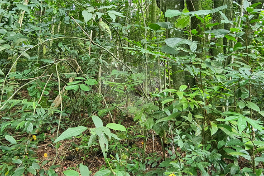 Terreno à venda em Caraguatá, Mairiporã, SP