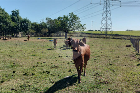 Sítio à venda com 2 suítes em Buru, Salto, SP