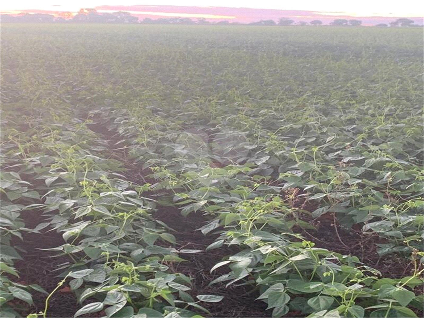 Fazenda à venda com 2 quartos em Canabrava, João Pinheiro, MG