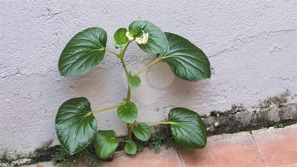 Sobrado à venda com 3 quartos em Vila Nilo, São Paulo, SP