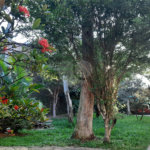Casa Térrea à venda com 3 quartos em Horto Florestal, São Paulo, SP