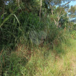 Chácara à venda com 2 quartos, sendo 1 suíte, em Caete (mailasqui), São Roque, SP