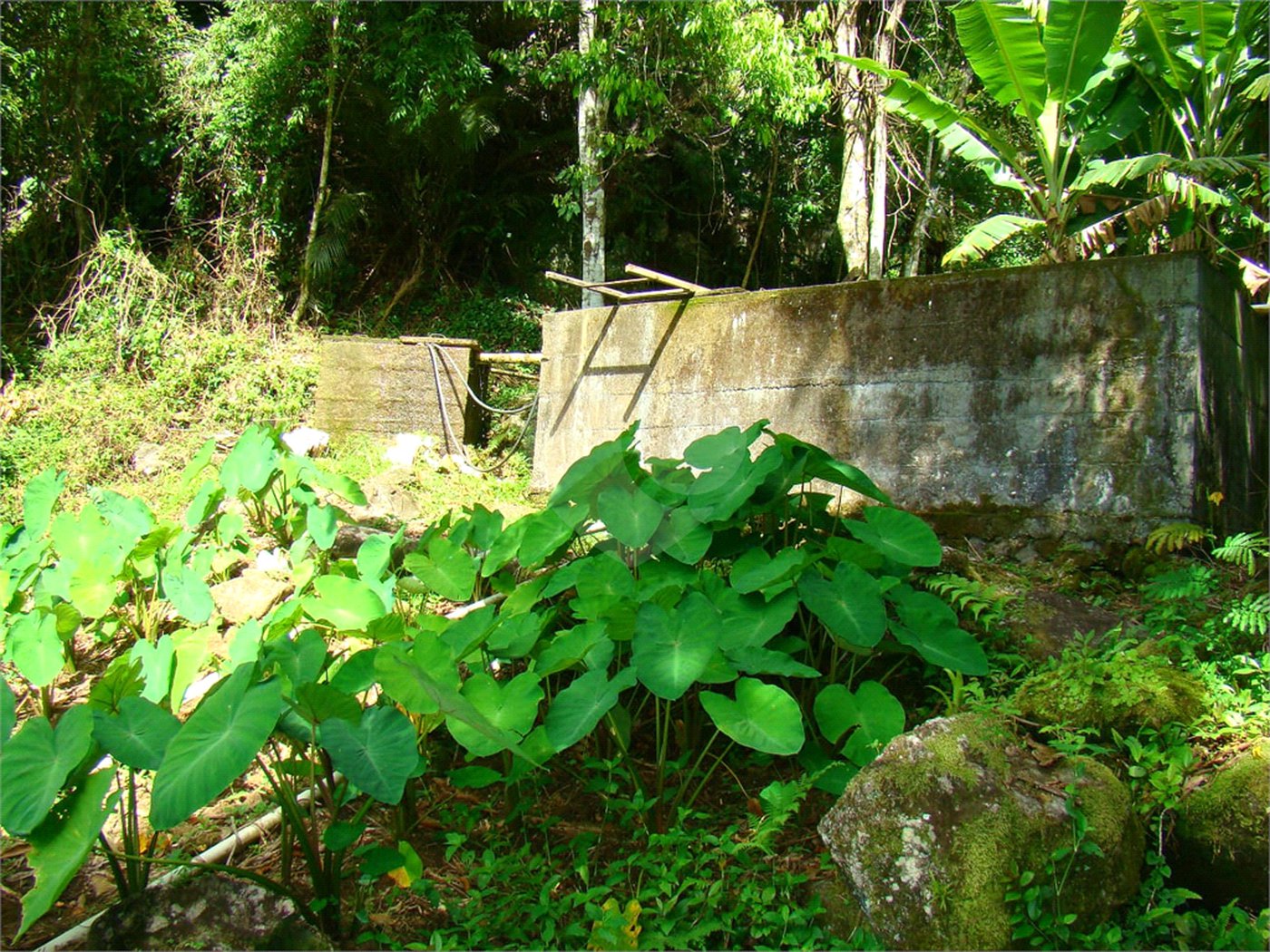 Fazenda à venda com 7 quartos, sendo 3 suítes, em Professor Souza, Casimiro de Abreu, RJ