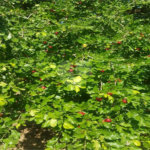 Fazenda à venda com 2 quartos em Canabrava, João Pinheiro, MG