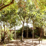 Casa Residencial à venda, Balneário Marambaia, Itanhaém - CA0135.