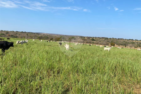 Fazenda à venda com 2 quartos em Canabrava, João Pinheiro, MG