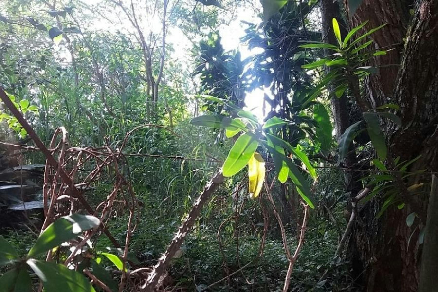 Terreno à venda em Tremembé, São Paulo, SP