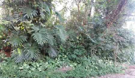 Terreno à venda em Tremembé, São Paulo, SP