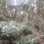 Terreno à venda em Suasalito, Mairiporã, SP