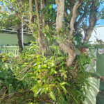 Casa Térrea à venda ou para alugar com 3 quartos, sendo 1 suíte, em Vila Sfeir, Indaiatuba, SP