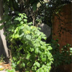 Terreno à venda com 3 quartos em Casa Verde, São Paulo, SP