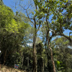 Terreno à venda no condomínio Alpes da Cantareira, Mairiporã - SP