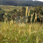 Terreno para alugar em Tucuruvi, São Paulo, SP